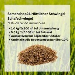 Samenshop24® Härtlicher Schwingel/ Schafschwingel Festuca Trachyphylla | 1kg Für 200 M²