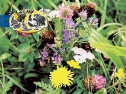 Hasenapotheke (ohne Gräser) Für Niederwild 1kg