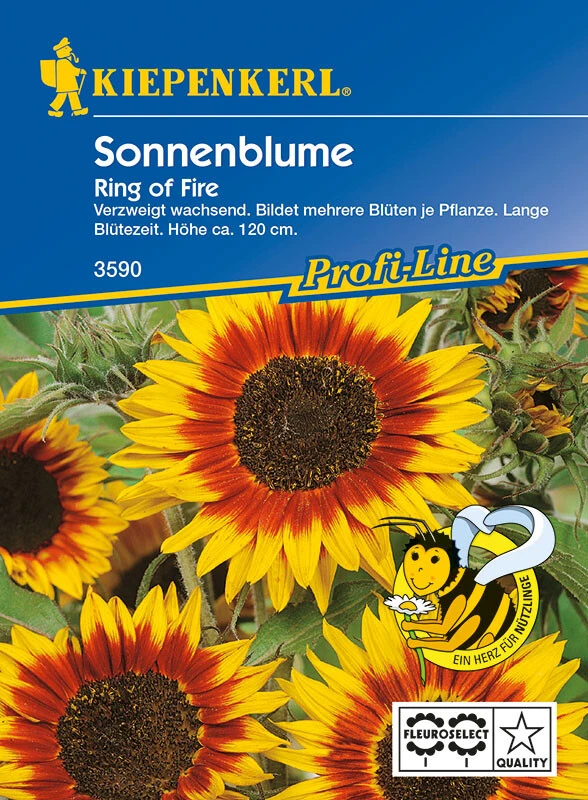 Helianthus Annuus, Ring Of Fire, Sonnenblume