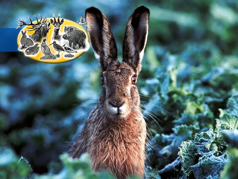 Herbst- Und Winteräsungsgemisch Für Hoch- Und Niederwild 10kg – Bild 3