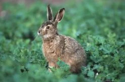 Herbst- Und Winteräsungsgemisch Für Hoch- Und Niederwild 10kg