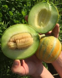 Honigmelone Frusito M01 Für Das Freiland Geeignet