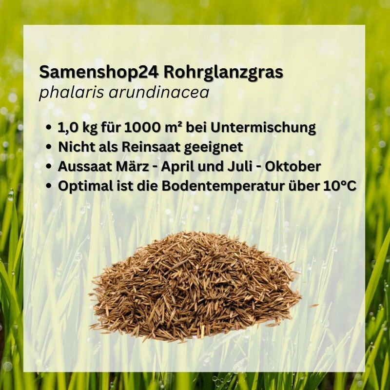 Samenshop24® Horstrotschwingel Festuca Rubra Commutata 1kg – Bild 3