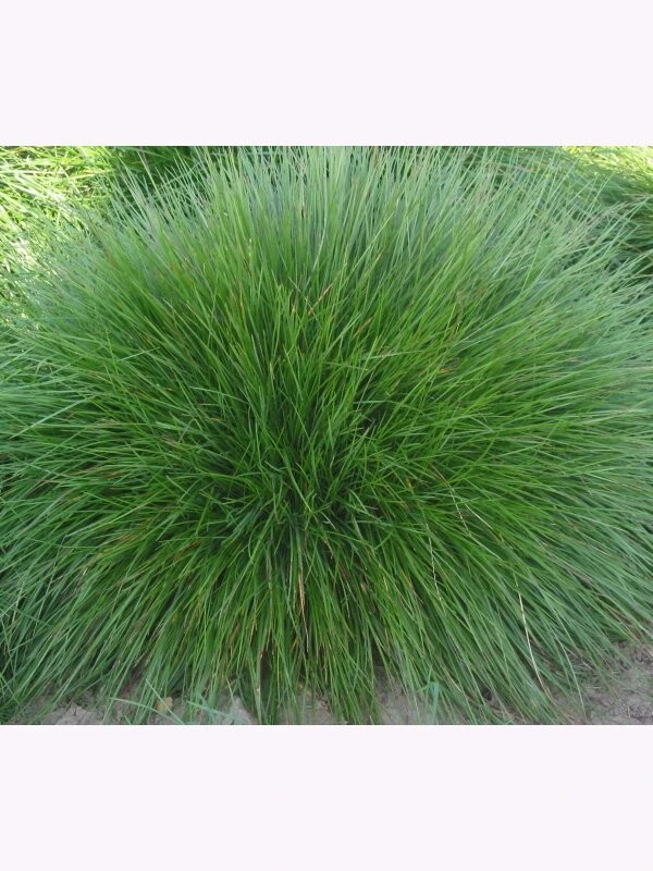 Samenshop24® Horstrotschwingel Festuca Rubra Commutata 1kg