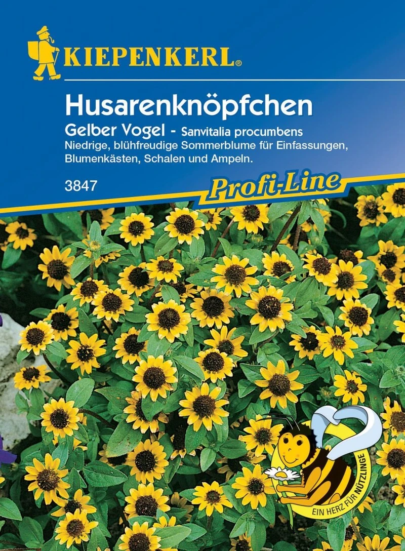 Husarenköpfchen Gelber Vogel, Niedrig Wachsende Sommerblume Ist Eine Echte Zierde Für Einfassungen Blumenkästen Und Ampeln – Bild 3