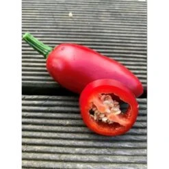 Jalapeno Samen Concho Samenfest & BIO Sehr Scharf