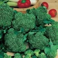 Keimsprossen Bio Brokkoli Grosspackung 1 Kg