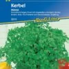 Kerbel Massa, Schnellwüchsiges Küchenkraut Mit Angenehm Würzigem Aroma (ähnlich Anis), Für Freiland Und Gewächshaus