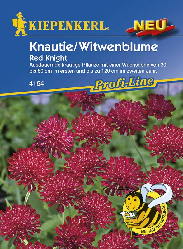 Knautie / Witwenblume Red Knight, Intensiv Rubinrote Blüten Mit Sehr Langer Blütezeit