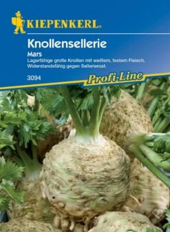 Knollensellerie Mars, Lagerfähige Große Knollen, Widerstandsfähig Gegen Sellerierost
