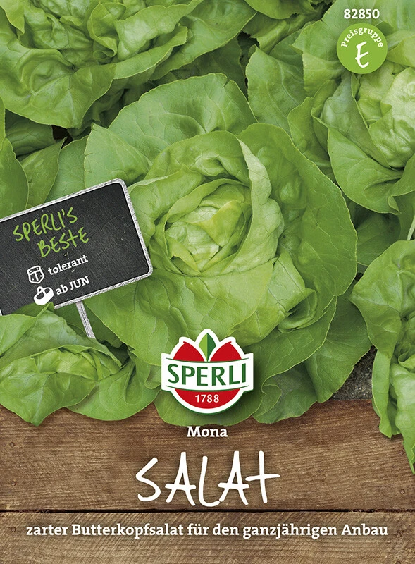 Kopfsalat Mona, Zarter Ganzjähriger Butterkopfsalat Mit Großen Schweren Köpfen – Bild 2