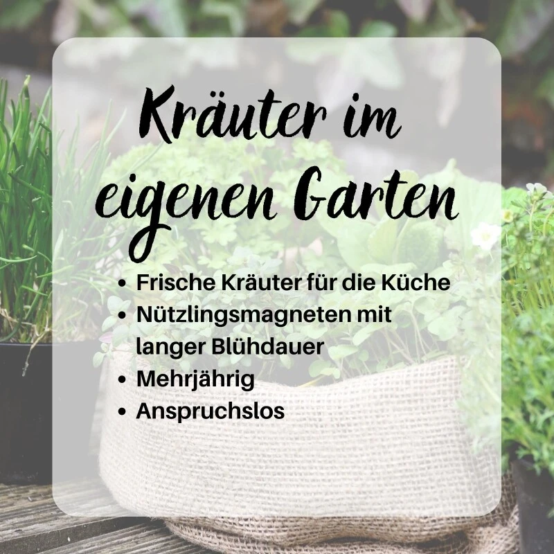 Kräuterspirale Anlegen, Verschiedene Saatgut Sparsets Mehrere Größen – Bild 7