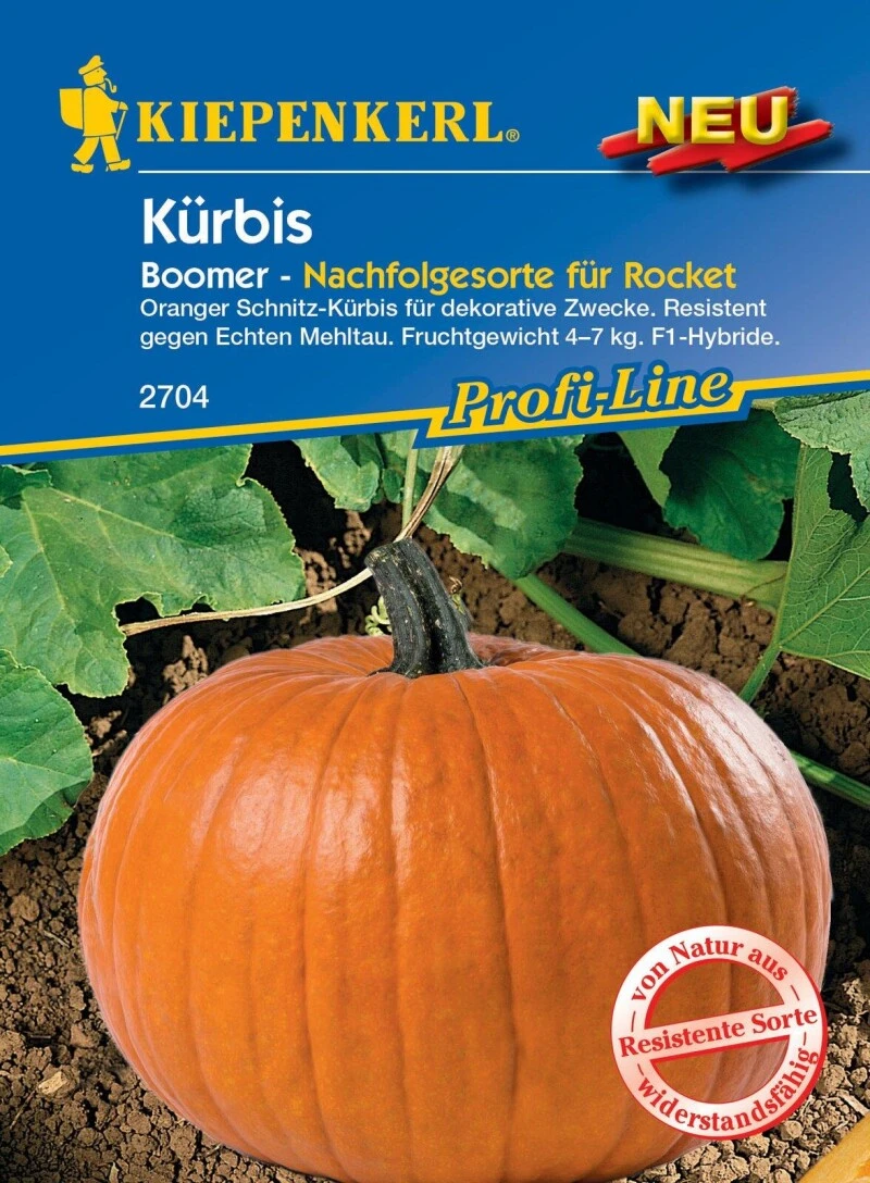 Kürbis Boomer F1 Schmackhafter Schnitz-Kürbis, Ideal Auch Für Dekorative Zwecke – Bild 2