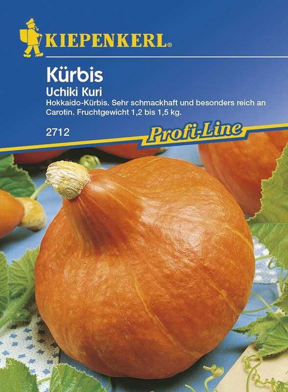 Kürbis Uchiki Kuri (Hokkaido-Typ), Kastanienkürbis Sehr Schmackhaft – Bild 2