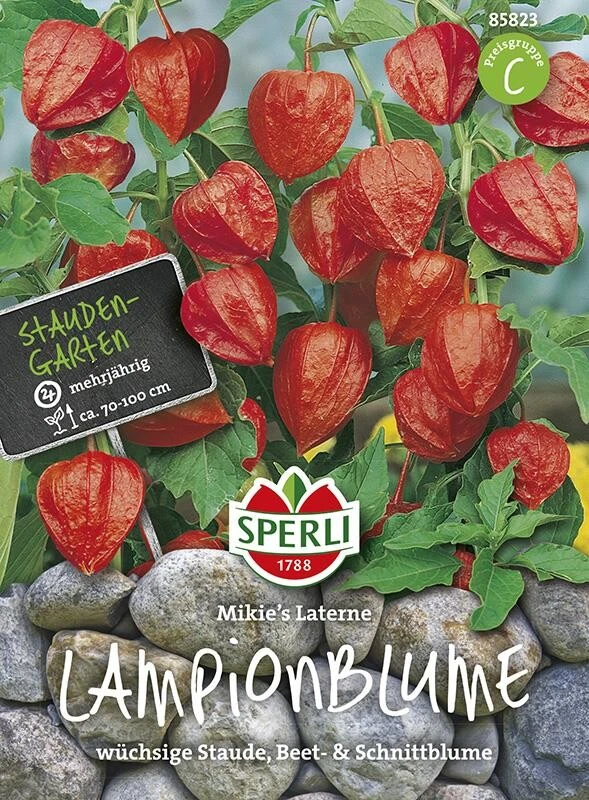 Lampionblume Mikies Laterne