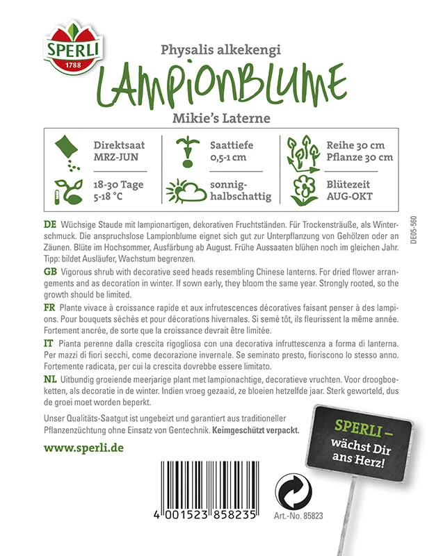 Lampionblume Mikies Laterne – Bild 2