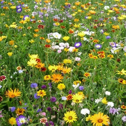 Landblumenmischung Ein- Und Mehrjährige Mischung – Bild 2