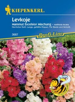 Levkoje Mammut Excelsior, Altbewährte Und Sehr Beliebte Bauerngartenblumen, Eignen Sich Für Blumenrabatte Und Vasenschnitt