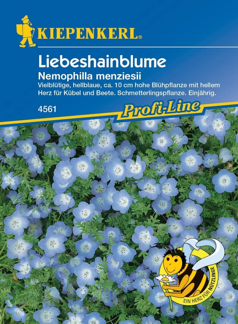 Liebeshainblume, Strahlend-himmelblaues Blümchen Mit Weißem Herz, Blüht Von Juni Bis September