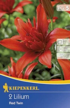 Lilium Red Twin Hellrot