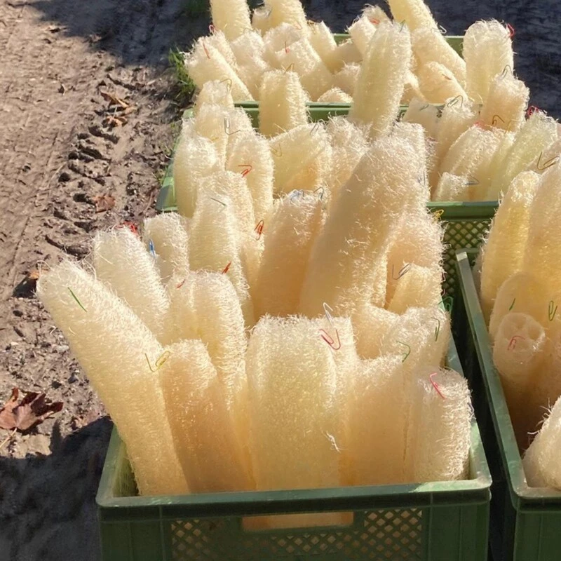 Le Gurque – Luffaschwamm, Zum Hängen – Bild 6