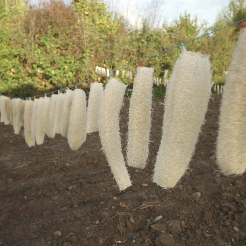 Le Gurque – Luffaschwamm, Zum Hängen