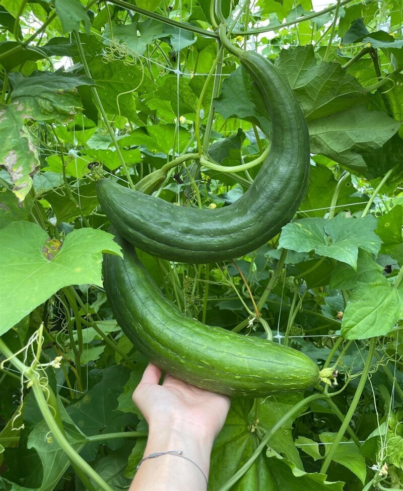 Le Gurque – Luffaschwamm, Zum Hängen – Bild 4