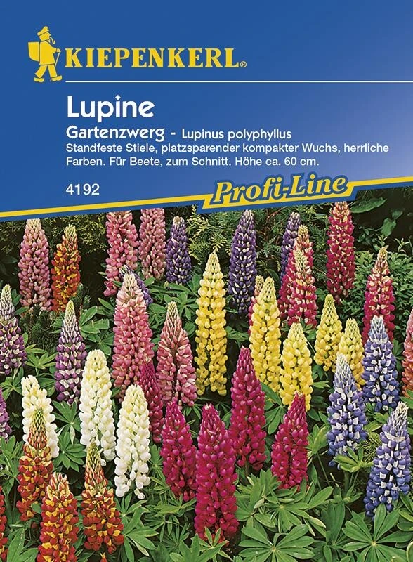 Lupine Gartenzwerg | Platzsparender Kompakter Wuchs, Herrliche Farben | Für Beete, Zum Schnitt – Bild 2