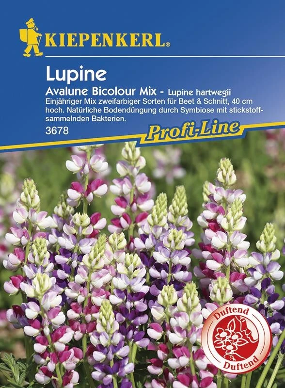 Lupine Hartwegii Avalune Bicolour Mix – Bild 2