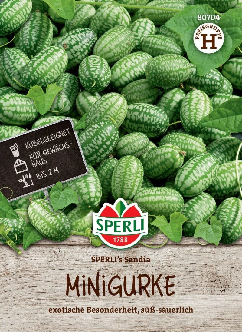 Minigurke SPERLI's Sandia, Snackgurke, Für Gewächshaus Und Freiland, Saatgut Von Sperli – Bild 2