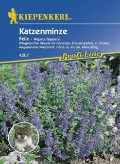 Nepeta Fassenii Katzenminze Felix Blau