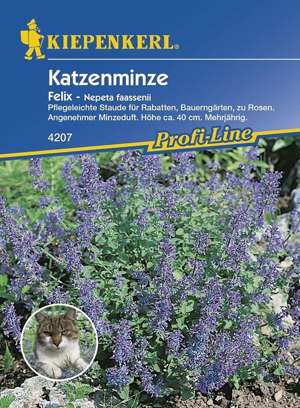 Nepeta Fassenii Katzenminze Felix Blau