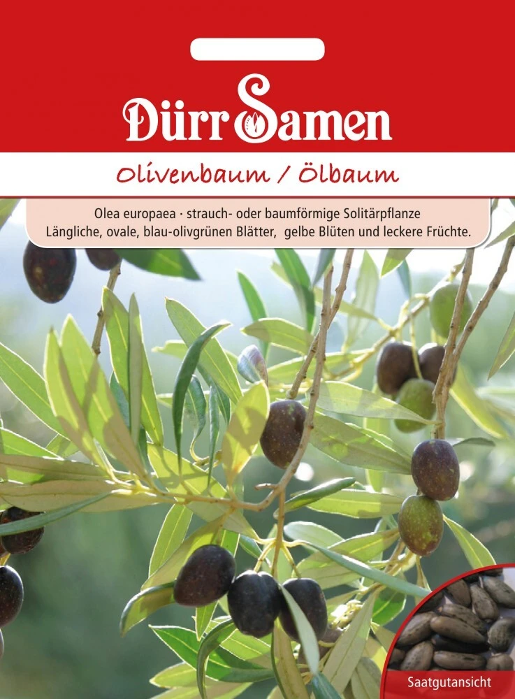 Olivenbaum Ölbaum Olea Europaea