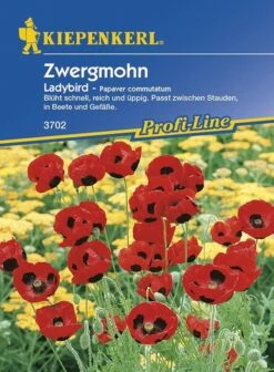 Papaver Commutatum Zwergmohn Ladybird Rot Schwarz