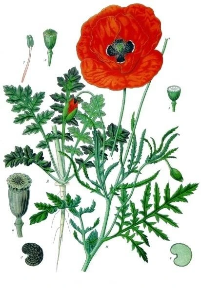Papaver Rhoeas Klatschmohn Wildform 10g – Bild 2