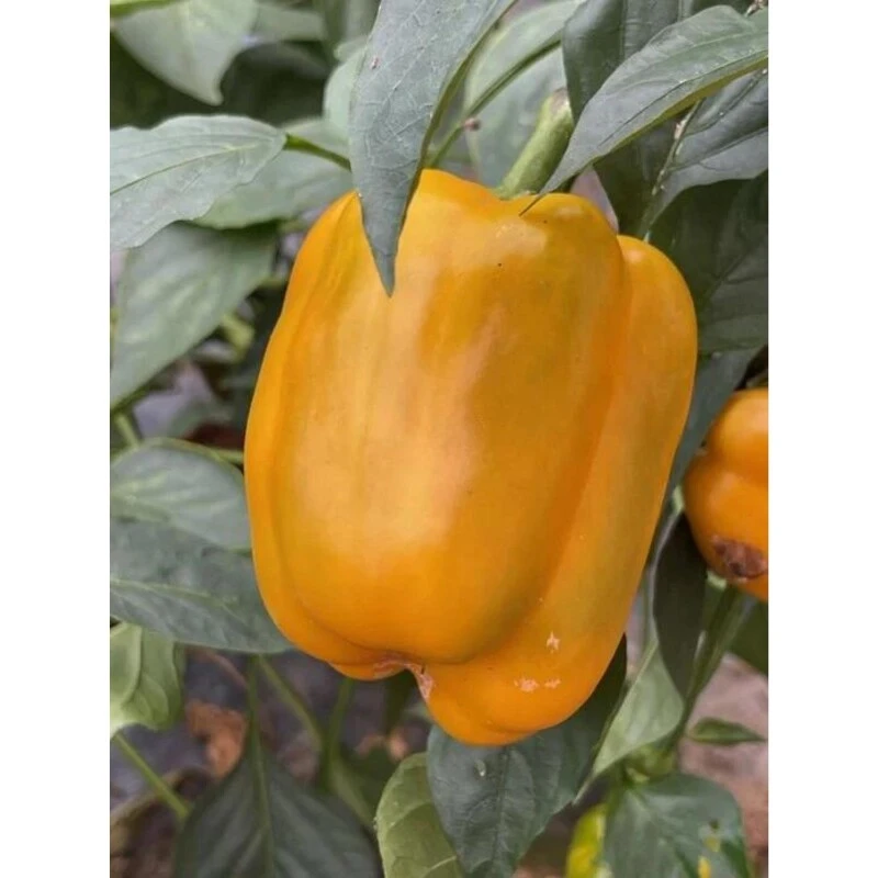 Paprika Quadrato D´Asti Giallo - BIO-Blockpaprika Samenfest