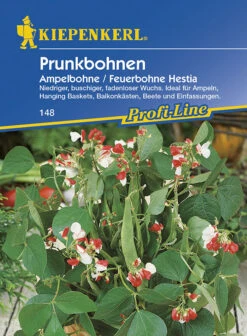 Prunkbohnen Hestia (Ampelbohne) Attraktive Blume Und Wohlschmeckendes Gemüse. Mit Sicherer Ernte