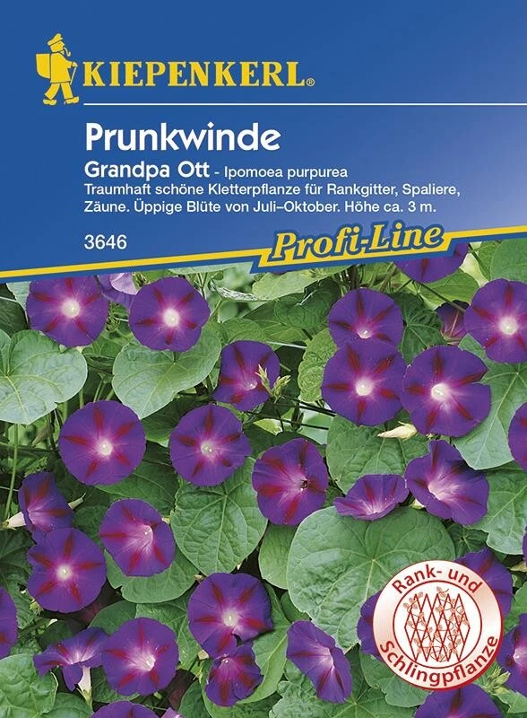 Prunkwinde Grandpa Ott, Edle Wunderschön Samtigblaue Blüten – Bild 2