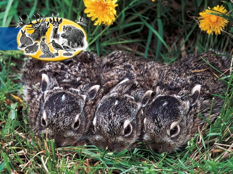 Reh- Und Hasengartenmix 10kg – Bild 2