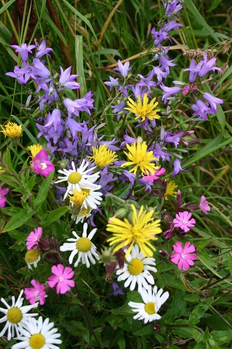 Reine Wildblumen Und Kräutermischung