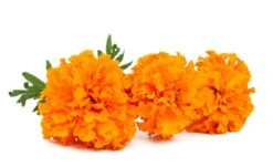 Ringelblumen Calendula Officinalis Fl.pl. Orangekugel 1kg