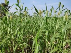 Rispenhirse/ Körnerhirse, Panicum Miliaceum, Inhalt: 1kg, Loses Saatgut