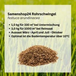 Samenshop24® Rohrschwingel Festuca Arundinacea, Inhalt: 1kg, Widerstandsfähig Gegen Dürre Und Hitze
