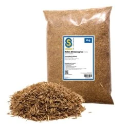 Samenshop24® Rotes Straussgras Agrostis Cappilaris Feinblättrig 1kg
