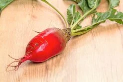 Runkelrüben Futterüben Brigadier