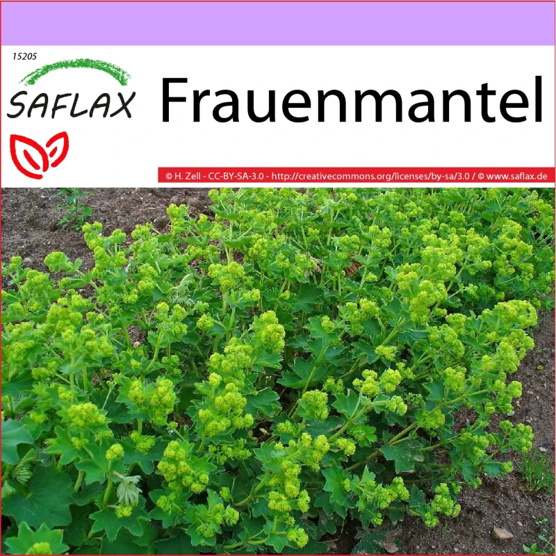 Frauenmantel - Alchemilla Vulgaris Heilpflanzen