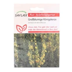 Großblumige Königskerze Heilpflanzen Saatgut - 500 Samen - Verbascum Densiflorum