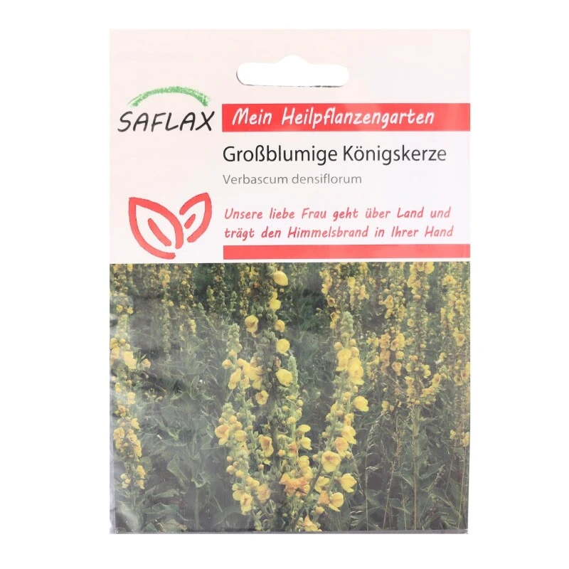 Großblumige Königskerze Heilpflanzen Saatgut - 500 Samen - Verbascum Densiflorum