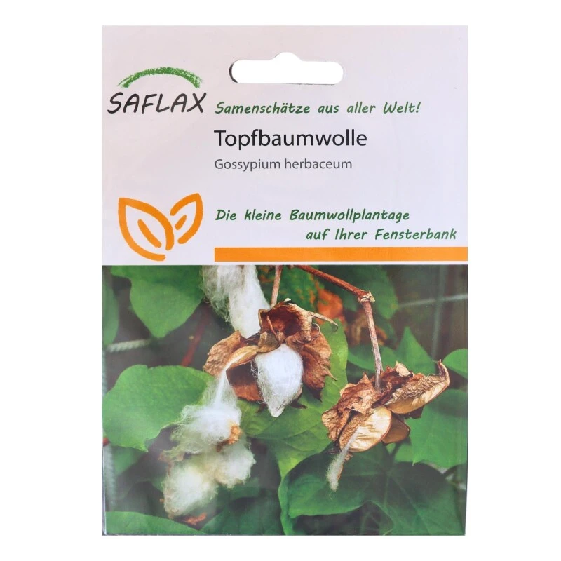 Topfbaumwolle - 12 Samen - Gossypium Herbaceum – Bild 2