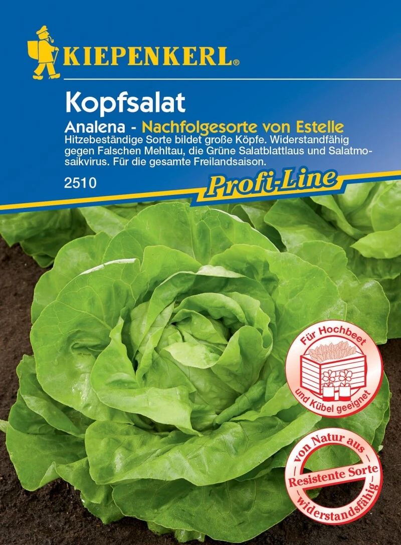Kopfsalat Analena, Hitzebeständige Sorte Bildet Große Köpfe, Widerstandfähig Gegen Falschen Mehltau